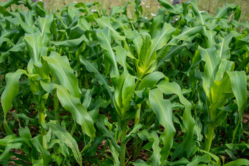 Fototapeta premium Tall green stalks of organic corn growing in a corn maze field. The tall healthy vegetable has long thick stems, vibrant green leaves and is bunched together as they grow. 