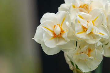 Obraz premium A close-up of a delicate blossom of yellow daffodils. The flower has a yellow exterior and a vivid orange on the inside. The fresh petals are round spring blossoms. 