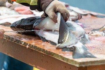 Fresh codfish out of the Atlantic Ocean being filleted and cleaned on a splitting table in...