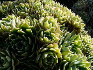 Obraz premium Morning light hitting a succulent