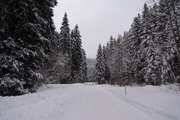 snow covered trees