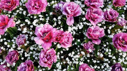 Purple flowers amidst baby's breath