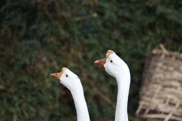 two white geese