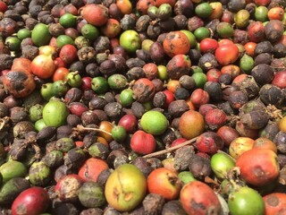 Coffee cherries are dried in the sun, before becoming coffee beans which are then processed into coffee grounds.