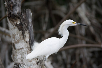 heron