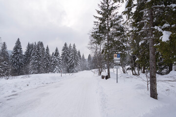 snow covered trees