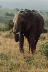 Fototapeta na wymiar Elephant in a field in South Africa.