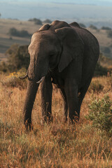 Fototapeta na wymiar Elephant in a field in South Africa.