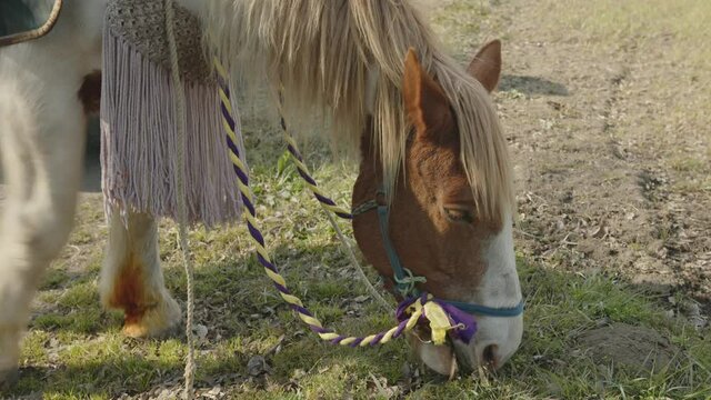 飼育された馬が草を食べている映像。熊本県阿蘇市で撮影。