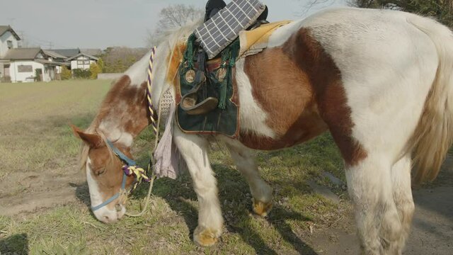 飼育された馬が草を食べている映像。熊本県阿蘇市で撮影。