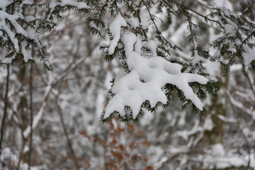 snow covered tree