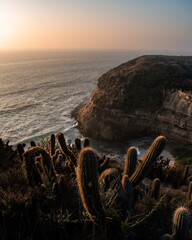 The sea in front of a big cliff on a beautiful sunset with cactus in the foreground