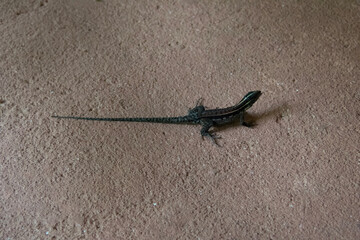 lizard on a stone
