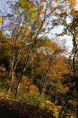 Fototapeta premium EOSRP,広島県山野峡、黄金色の紅葉。