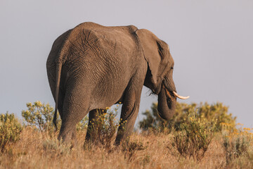 Elephant in a field in South Africa.