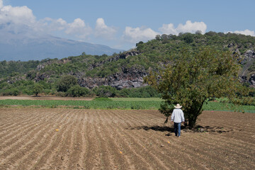 Worker in the field approaching a tree on a sunny day