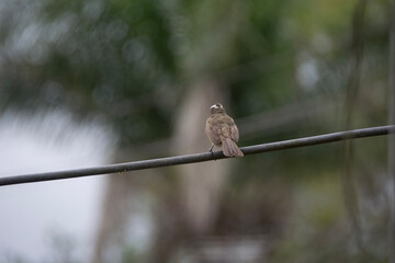 sparrow on a branch