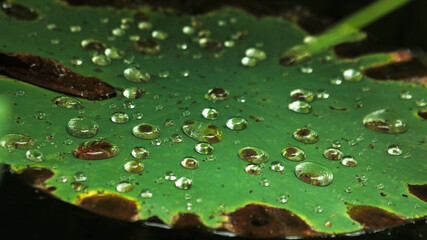 water drops on a leaf