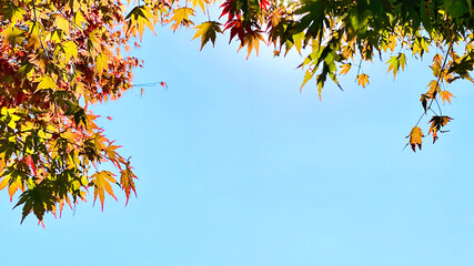 Obraz premium 色づき始めた紅葉と下方に青空