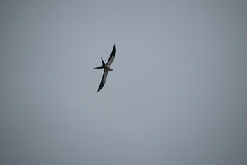 birds in flight