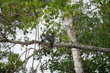 squirrel on tree