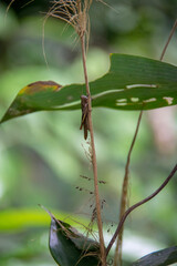 dragonfly on a branch