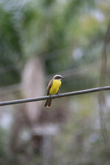 yellow headed woodpecker