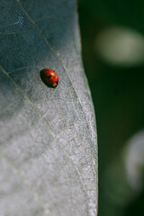 Little ladybug resting on a leaf