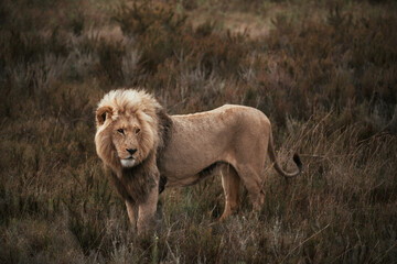 African lion sitting in and empty field. 