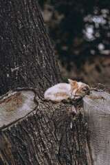 Little kitten fell asleep on a tree