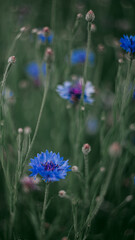 Blue cornflowers among green grass