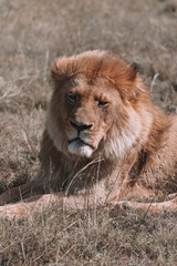 Plakat African lion sitting in and empty field. 