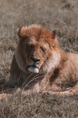 Obraz na płótnie Canvas African lion sitting in and empty field. 