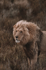 African lion sitting in and empty field. 