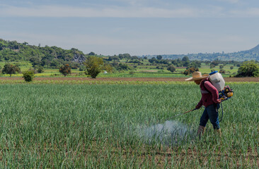 Naklejka na ściany i meble Farmer spraying fertilizers in an onion field