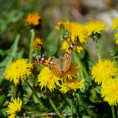 butterfly on flowers 3