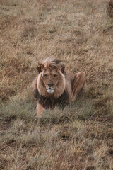 African lion sitting in and empty field. 