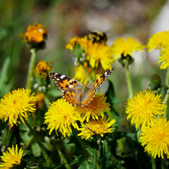 butterfly on flowers 2