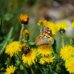 butterfly on flowers
