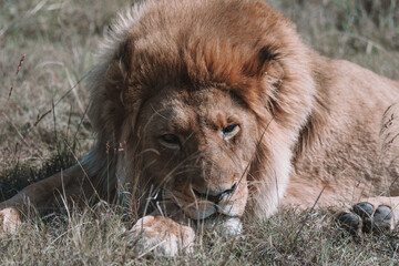 African lion sitting in and empty field. 