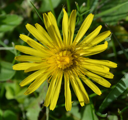 yellow flower of a dandelion