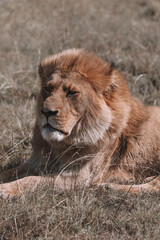 African lion sitting in and empty field. 