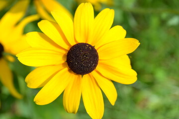 yellow flower in the garden