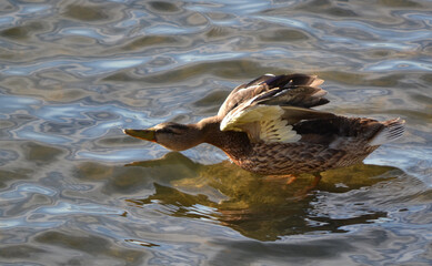 duck in the water