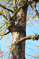 tree in the park