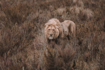 African lion sitting in and empty field. 