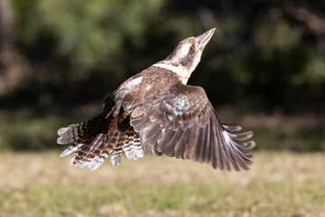 Australian Laughing Kookaburra in flight