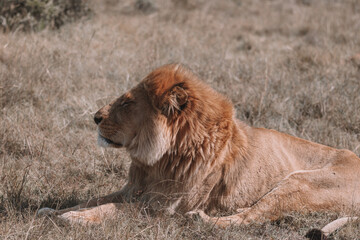 African lion sitting in and empty field. 
