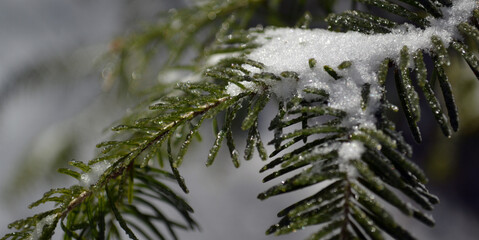 snow covered pine needles