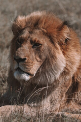 Fototapeta premium African lion sitting in and empty field. 